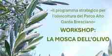 WORKSHOP: LA MOSCA DELL\'OLIVO